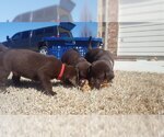 Small Photo #7 Labrador Retriever Puppy For Sale in PARK CITY, KS, USA