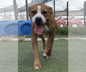 Sequoia - Female Labrador Retriever-Unknown Mix Dog for Adoption - Photo #3
