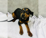 Small #1 Rottweiler Mix