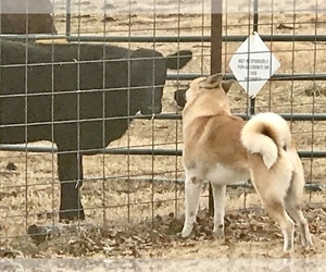 Father of the Akita puppies born on 10/30/2022