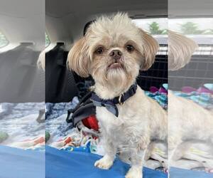 Shih Tzu-Unknown Mix Dogs for adoption in New Oxford , PA, USA
