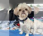 Small Shih Tzu Mix