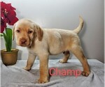 Small #3 Labrador Retriever