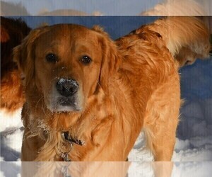 Father of the Golden Retriever puppies born on 03/25/2023