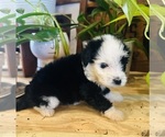 Small #4 Aussiedoodle