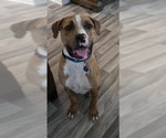 Small Photo #26 Catahoula Leopard Dog-Unknown Mix Puppy For Sale in Sayreville, NJ, NJ, USA