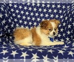 Small Photo #5 Fox Terrier (Smooth)-Pomeranian Mix Puppy For Sale in LEOLA, PA, USA