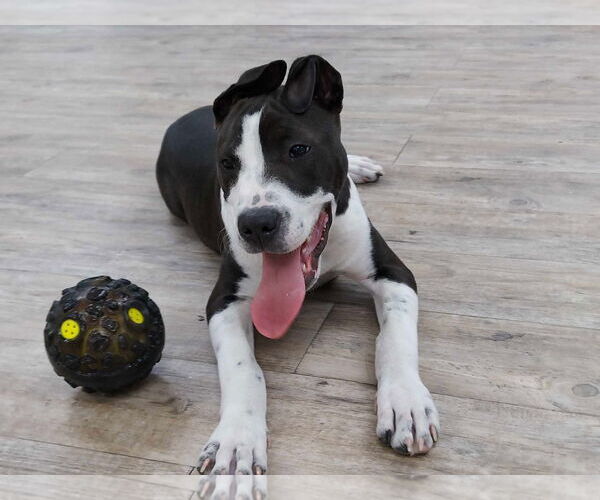 Medium Photo #5 Mutt Puppy For Sale in Murfreesboro, NC, USA