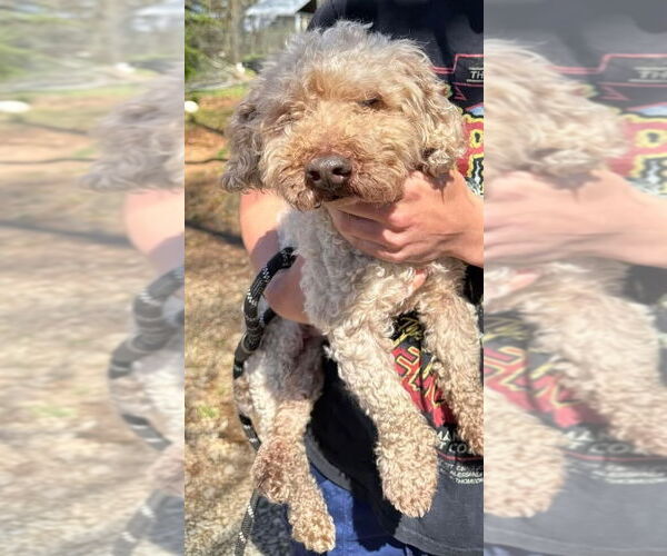 Medium Photo #1 Poodle (Miniature) Puppy For Sale in New York, NY, USA