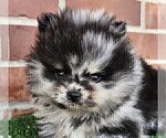 Small #8 Pomeranian