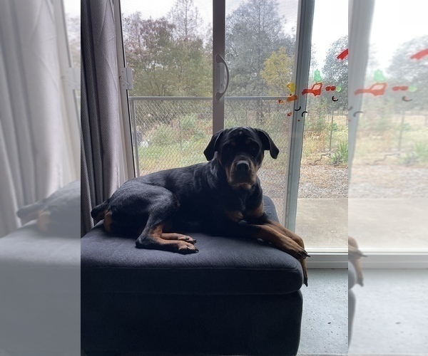 Full screen Photo #5 Rottweiler Puppy For Sale in REDDING, CA, USA