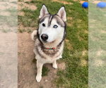 Small #1 Siberian Husky Mix