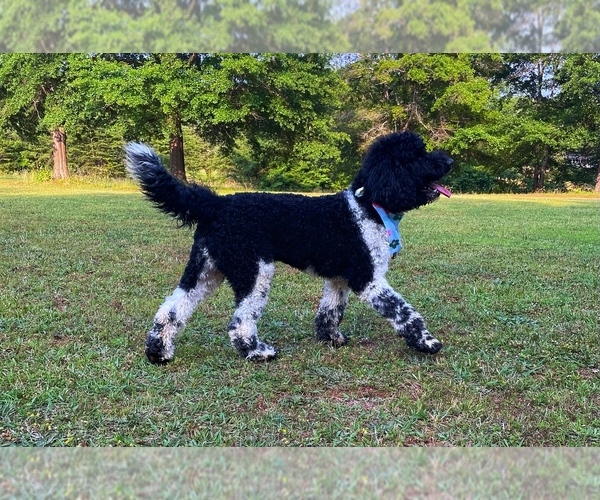 Medium Photo #1 Goldendoodle Puppy For Sale in CHESNEE, SC, USA