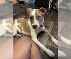 Nessa - Female Mutt Dog for Adoption - Photo #2