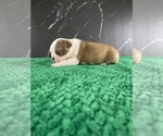 Small Photo #129 Boston Terrier Puppy For Sale in TULARE, CA, USA