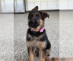 German Shepherd Dog Puppy for Sale in DIGHTON, Massachusetts USA