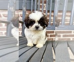 Small #1 Shih Tzu