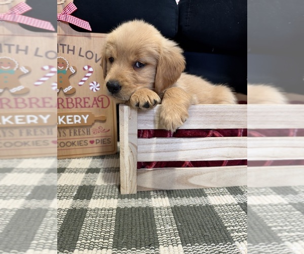 Medium Photo #57 Golden Retriever Puppy For Sale in LAKELAND, FL, USA