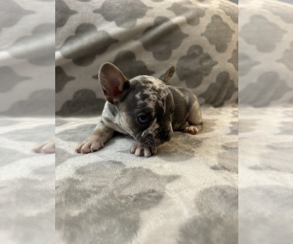 Medium Photo #15 French Bulldog Puppy For Sale in MIDDLEBURY, IN, USA