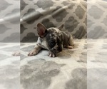 Small #14 French Bulldog