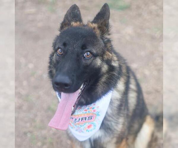 Medium Photo #1 German Shepherd Dog-Unknown Mix Puppy For Sale in San Antonio, TX, USA