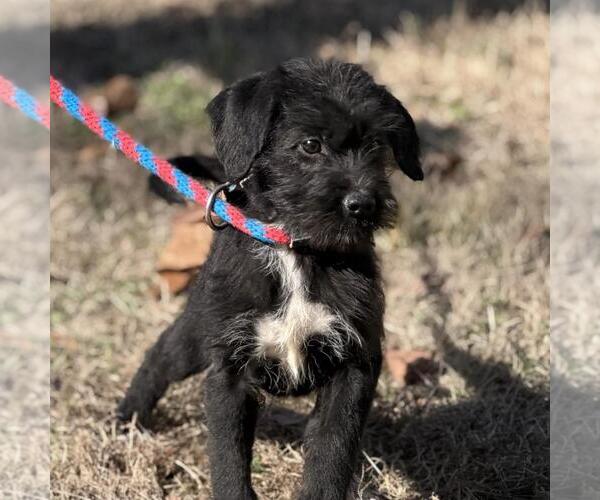 Medium Photo #3 Labrador Retriever-Unknown Mix Puppy For Sale in Yardley, PA, USA