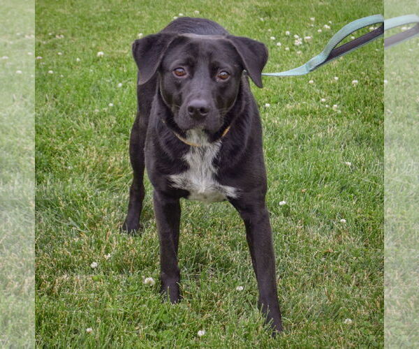 Medium Photo #3 Border Collie-Unknown Mix Puppy For Sale in Huntley, IL, USA
