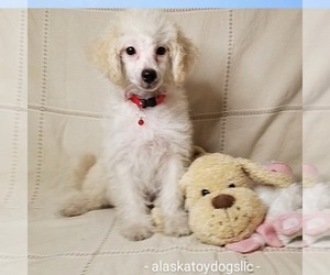 Poodle (Miniature) Dog for Adoption in MOUNTAIN HOME, Arkansas USA