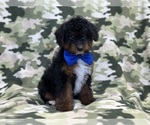 Small Photo #9 Poovanese Puppy For Sale in LAKELAND, FL, USA