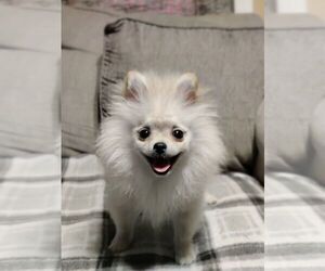 Pomeranian Puppy for sale in CONWAY, SC, USA