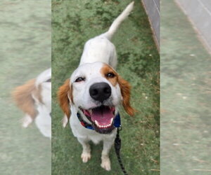 English Setter-Unknown Mix Dogs for adoption in Lakewood, CO, USA