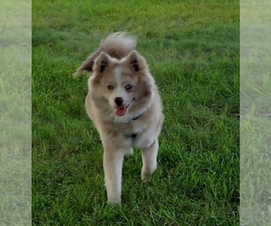 Father of the Pomsky puppies born on 04/20/2025
