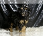 Small Photo #37 Poodle (Toy) Puppy For Sale in WARSAW, IN, USA