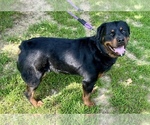 Small #2 Rottweiler