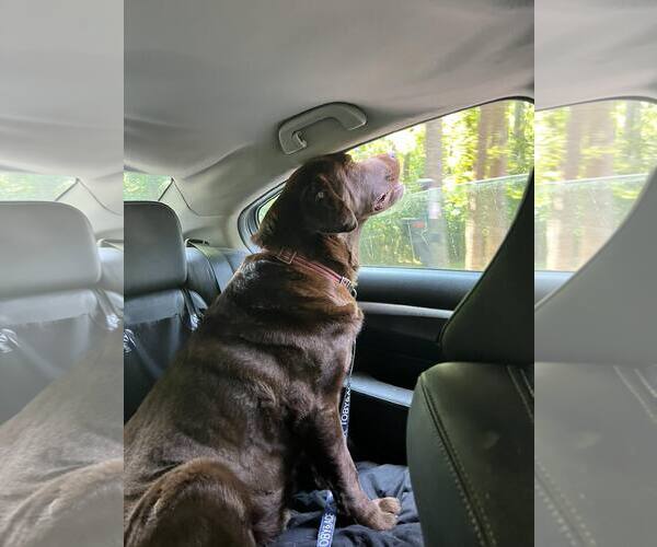 Medium Photo #8 Labrador Retriever Puppy For Sale in Arlington, VA, USA
