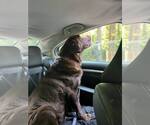 Small #7 Labrador Retriever