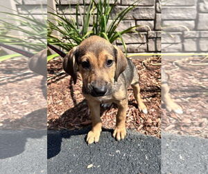 Mutt Dogs for adoption in Sterling, MA, USA