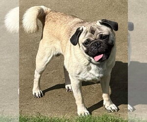 Pug Dogs for adoption in Elizabeth City, NC, USA