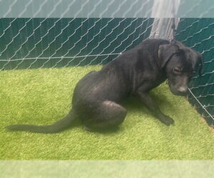 Labrador Retriever Dogs for adoption in Downey, CA, USA
