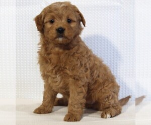 Goldendoodle (Miniature) Puppy for sale in FREDERICKSBURG, OH, USA
