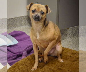 Zia - Female Chug Dog for Adoption - Photo #2
