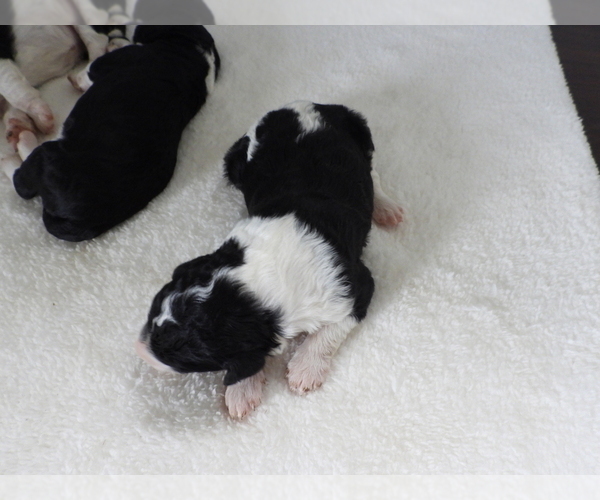 Medium Photo #7 Bordoodle Puppy For Sale in CARLISLE, KY, USA