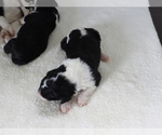 Small Photo #7 Bordoodle Puppy For Sale in CARLISLE, KY, USA