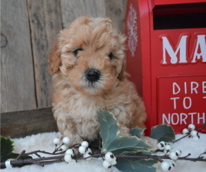 Poodle (Miniature) Puppy for sale in HONEY BROOK, PA, USA