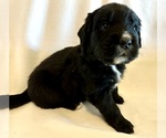 Small Golden Mountain Dog