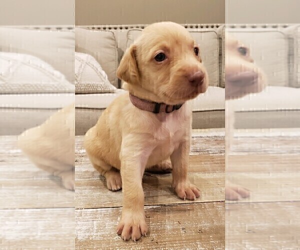Medium Photo #1 Labrador Retriever Puppy For Sale in CORDELE, GA, USA