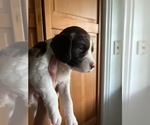 Puppy Mia English Springer Spaniel