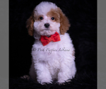 Small #2 Maltipoo (Miniature)