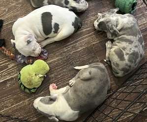 American Bully Puppy for sale in JERSEY CITY, NJ, USA