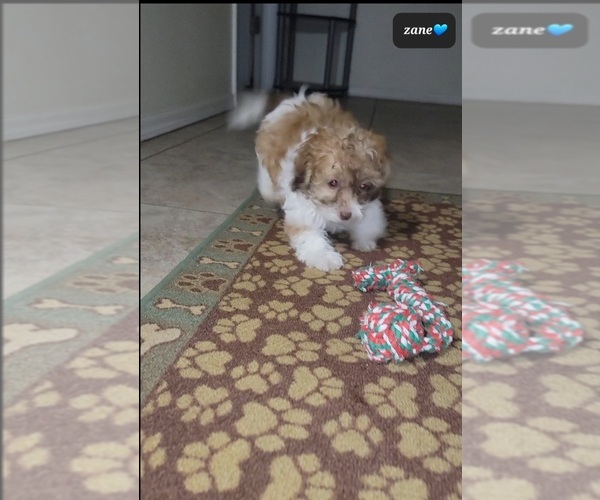 Medium Photo #2 Zuchon Puppy For Sale in TUCSON, AZ, USA